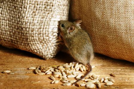 Что привлекает крыс и мышей в теплице